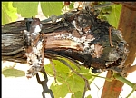 PLANOCOCCUS VITIS